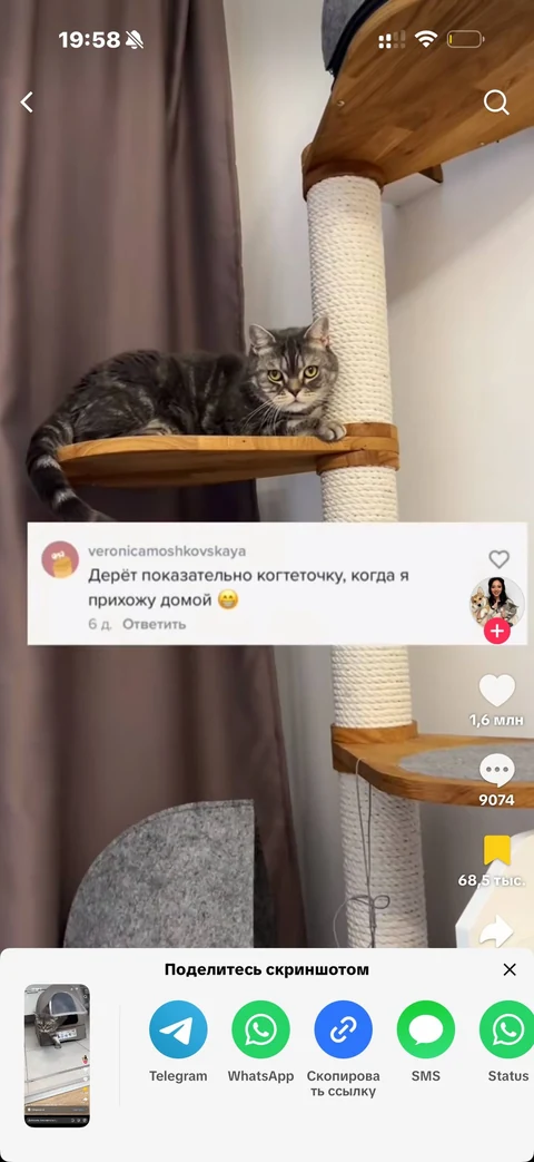 TikTok · Карточка видео · 146